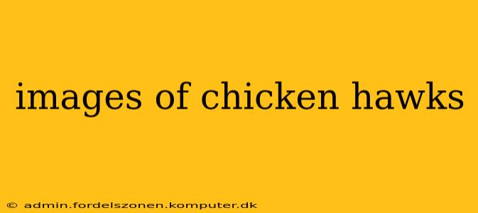 images of chicken hawks