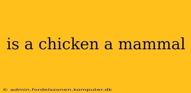 is a chicken a mammal