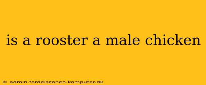 is a rooster a male chicken