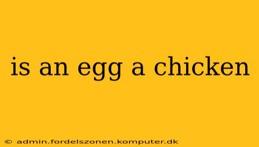 is an egg a chicken