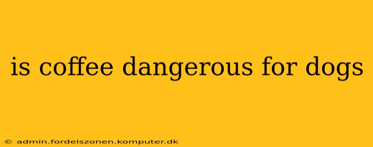 is coffee dangerous for dogs