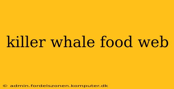 killer whale food web