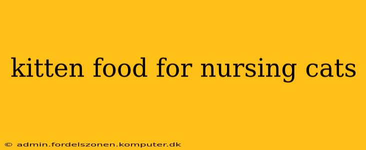 kitten food for nursing cats
