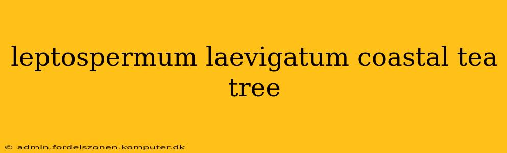 leptospermum laevigatum coastal tea tree