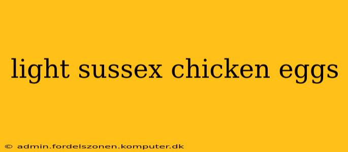 light sussex chicken eggs