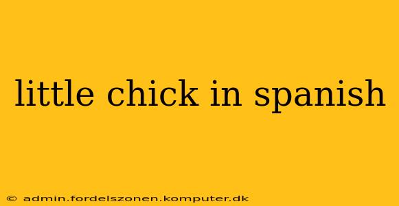 little chick in spanish