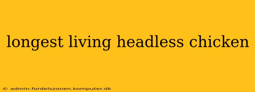 longest living headless chicken