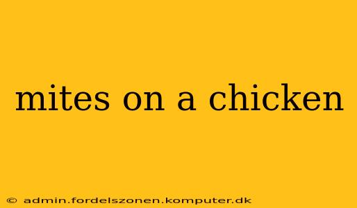 mites on a chicken
