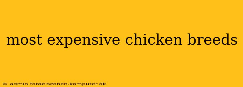 most expensive chicken breeds