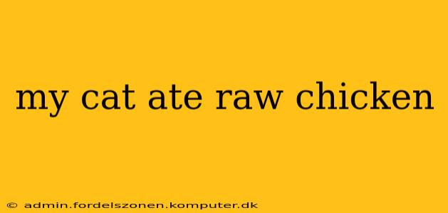 my cat ate raw chicken