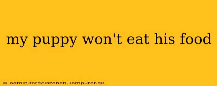 my puppy won't eat his food