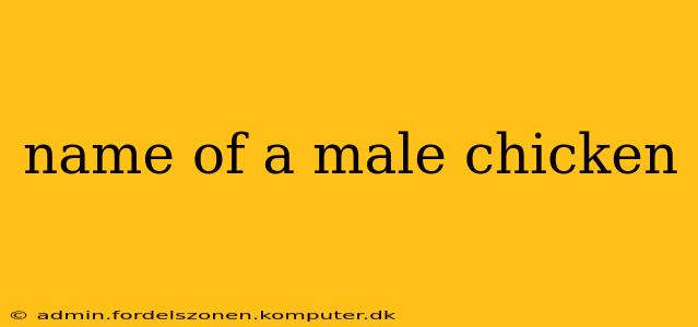 name of a male chicken
