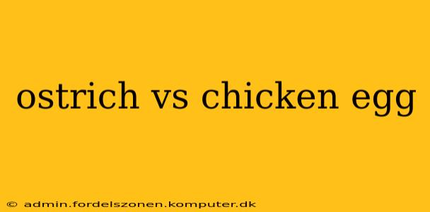 ostrich vs chicken egg