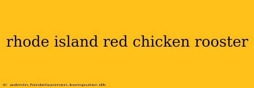 rhode island red chicken rooster