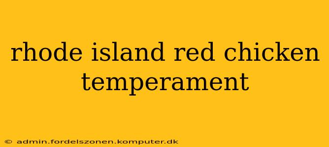 rhode island red chicken temperament