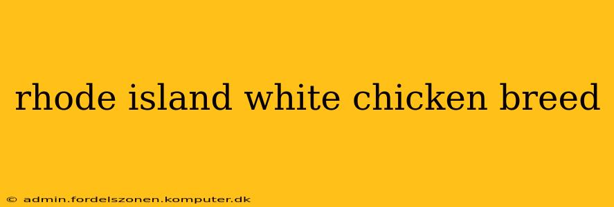 rhode island white chicken breed