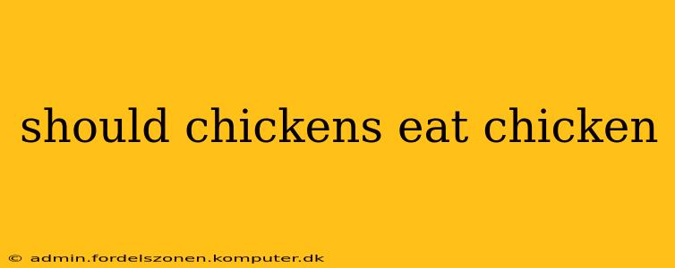 should chickens eat chicken