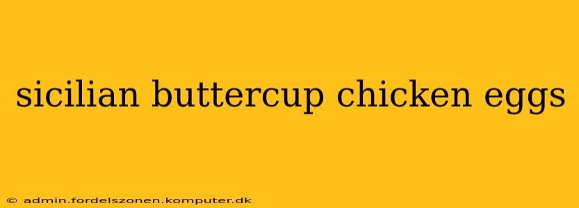 sicilian buttercup chicken eggs
