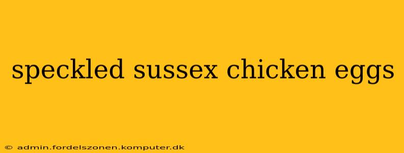 speckled sussex chicken eggs