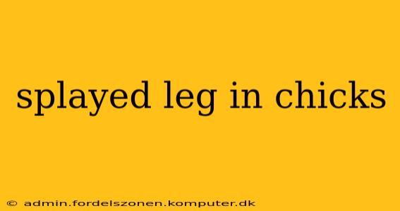 splayed leg in chicks