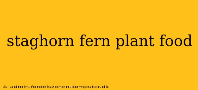 staghorn fern plant food