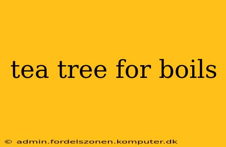 tea tree for boils