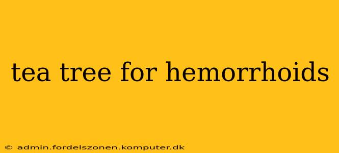 tea tree for hemorrhoids