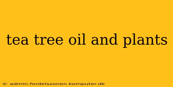 tea tree oil and plants