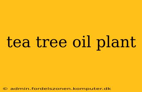 tea tree oil plant