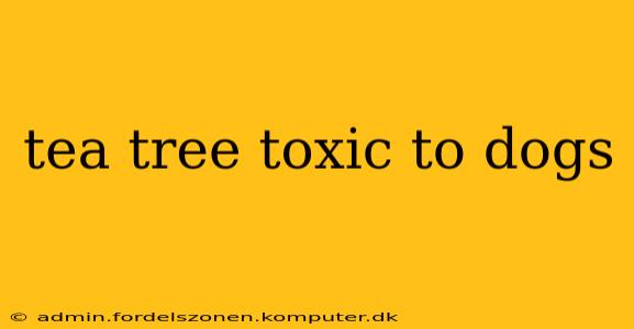 tea tree toxic to dogs