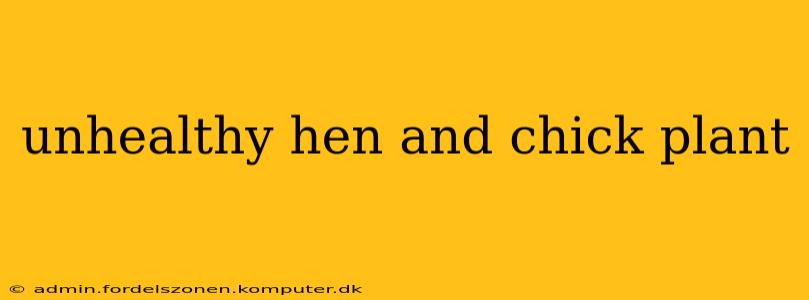 unhealthy hen and chick plant