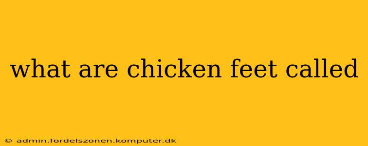 what are chicken feet called