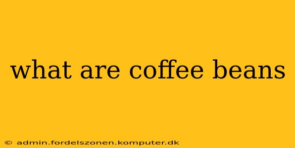 what are coffee beans