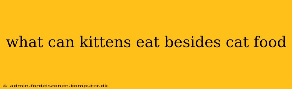 what can kittens eat besides cat food