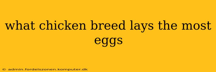 what chicken breed lays the most eggs
