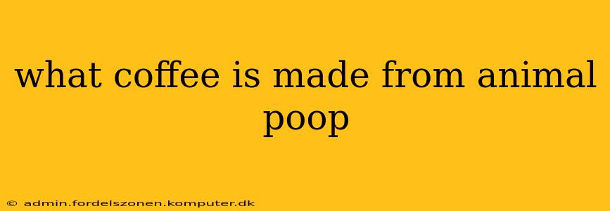 what coffee is made from animal poop