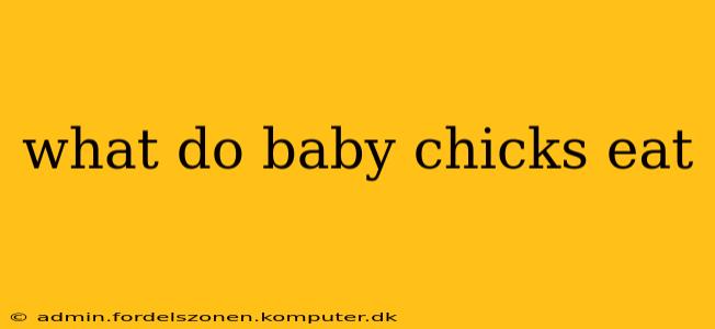 what do baby chicks eat