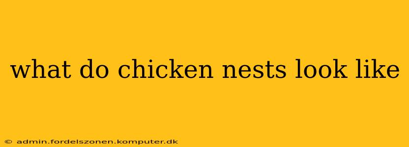 what do chicken nests look like