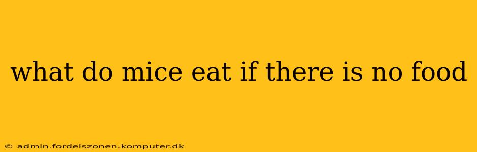 what do mice eat if there is no food
