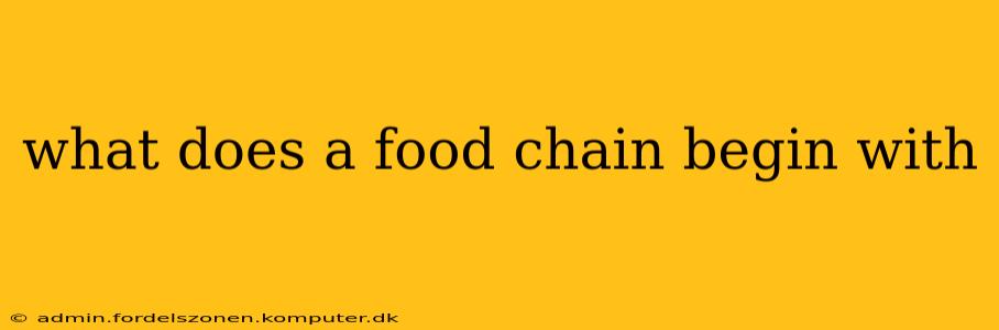what does a food chain begin with