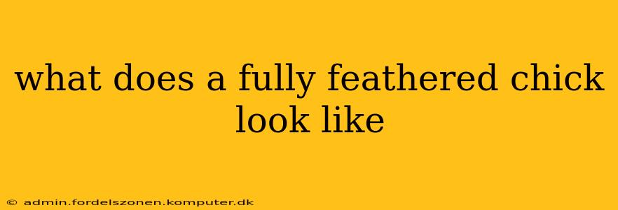 what does a fully feathered chick look like