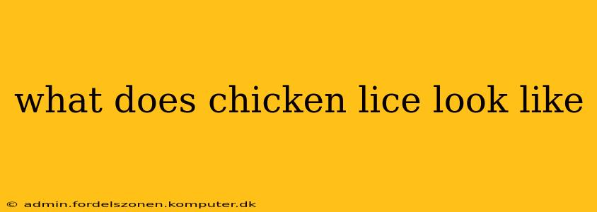 what does chicken lice look like