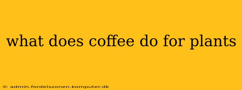 what does coffee do for plants