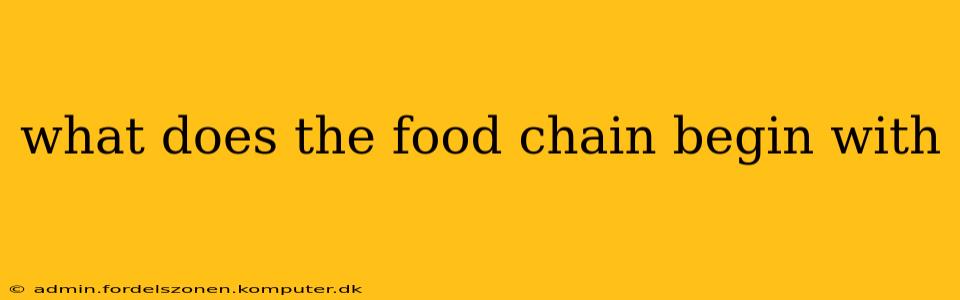 what does the food chain begin with