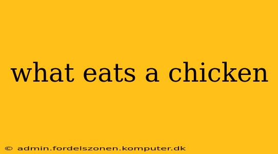 what eats a chicken