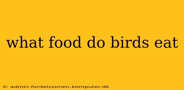 what food do birds eat