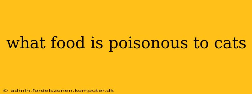 what food is poisonous to cats