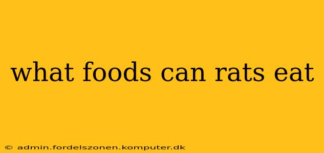 what foods can rats eat
