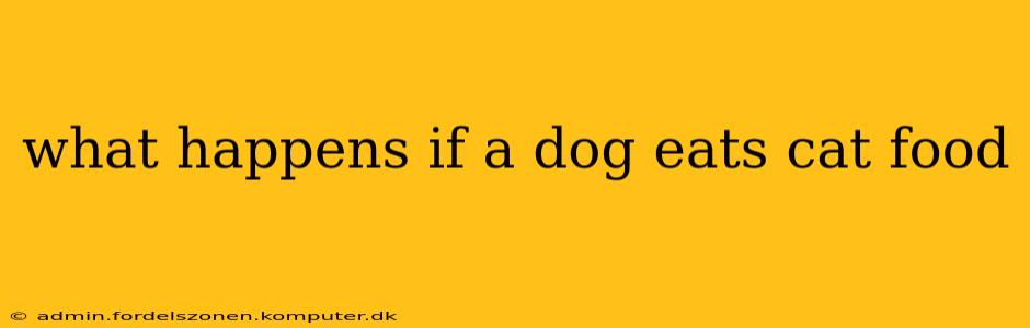 what happens if a dog eats cat food