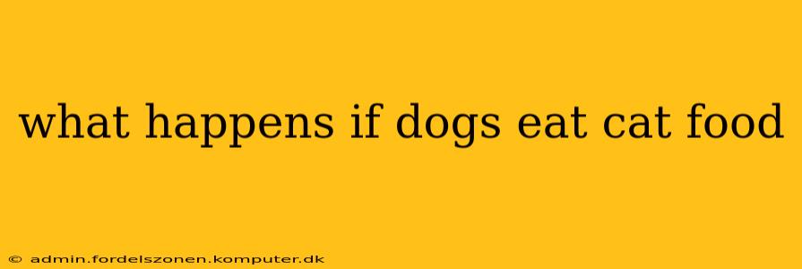 what happens if dogs eat cat food